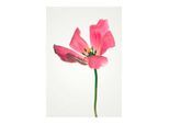 Bild KOMAR "Tulip", rosa (farbe bild(er): rosa), B:30cm H:40cm, Holz, Papier, Bilder, Bild, Wandbild zur Dekoration - ohne Rahmen