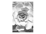 Bild KOMAR "Succulent Closeup", bunt (farbe bild(er): bunt), B:30cm H:40cm, Holz, Papier, Bilder, Bild, Wandbild zur Dekoration - ohne Rahmen