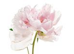 Wandtattoo QUEENCE "Annalena", rosa, B:90cm H:90cm, Folie, Wandtattoos, Wandtattoo, Wandbild, Sticker, rosa, Blume, Blüte, selbstklebend