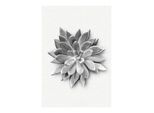 Bild KOMAR "Succulent Agave", bunt (farbe bild(er): bunt), B:30cm H:40cm, Holz, Papier, Bilder, Bild, Wandbild zur Dekoration - ohne Rahmen
