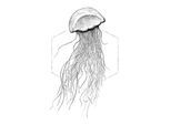 Bild KOMAR "Jellyfish White", bunt (farbe bild(er): bunt), B:40cm H:50cm, Holz, Papier, Bilder, Bild, Wandbild zur Dekoration - ohne Rahmen