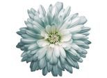 Wandtattoo QUEENCE "Luna", blau, B:90cm H:90cm, Folie, Wandtattoos, Wandtattoo, Wandbild, Sticker, Blume, Blüte, selbstklebend