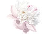 Wandtattoo QUEENCE "Matilda", rosa, B:70cm H:70cm, Folie, Wandtattoos, Wandtattoo, Wandbild, Sticker, Blume, Blüte, selbstklebend