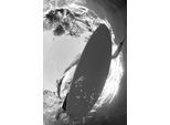 Acrylglasbild QUEENCE "Surfer im Meer", schwarz (farbe bild(er): schwarz), B:80cm H:120cm T:2,4cm, Bilder, Acrylglasbild, Fine Art-Print in Galeriequalität