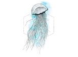 Bild KOMAR "Jellyfish Watercolor", bunt (farbe bild(er): bunt), B:50cm H:70cm, Holz, Papier, Bilder, Bild, Wandbild zur Dekoration - ohne Rahmen