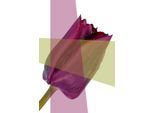 Acrylglasbild QUEENCE "Blume", grün (farbe bild(er): grün), B:100cm H:150cm T:2,4cm, Bilder, Acrylglasbild, Fine Art-Print in Galeriequalität