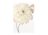 Bild KOMAR "Illustration Dahlia", bunt (farbe bild(er): bunt), B:40cm H:50cm, Holz, Papier, Bilder, Bild, Wandbild zur Dekoration - ohne Rahmen