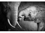 Leinwandbild QUEENCE "Elefant", schwarz (farbe bild(er): schwarz), B:60cm H:40cm, Canvas, Holzrahmen, Bilder, Leinwandbild, Premium-Leinwandstoff, Handarbeit aus Deutschland, 60x40cm