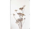 Poster REINDERS "Bärenklau", beige (farbe bild(er): beige), B:80cm H:120cm T:0,1cm, Leinwand, Bilder, Poster, leichtes und wasserfestes Gartenposter für den Außeneinsatz
