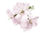 Wandtattoo QUEENCE "Malena", rosa, B:80cm H:80cm, Folie, Wandtattoos, Wandtattoo, Wandbild, Sticker, rosa, Blume, Blüte, selbstklebend
