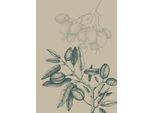 Bild KOMAR "Wild Mandolino", beige (farbe bild(er): beige), B:50cm H:70cm, Holz, Papier, Bilder, Bild, Wandbild zur Dekoration - ohne Rahmen