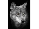 Leinwandbild BÖNNINGHOFF "Wolf", schwarz (farbe bild(er): schwarz), B:46cm H:61cm T:2cm, MDF, Papier, Bilder, Leinwandbild