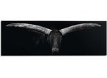 Wandbild REINDERS "Ochse", schwarz (farbe bild(er): schwarz, weiß), B:156cm H:52cm T:2cm, Holzwerkstoff, Bilder, Wandbild