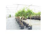 Citrus Yuzu 130 - 150 cm, Zitronenbaum Zitrone, japanische Zitrone, winterhart