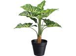 Künstliche Zimmerpflanze CREATIV GREEN "Syngonium", grün, H:45cm, Kunstpflanzen, Künstliche Zimmerpflanze, mit 10 Blättern