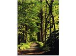 Glasbild ARTLAND "Weg im Wald", grün (farbe bild(er): grün), B:60cm H:80cm, Bilder, in verschiedenen Größen