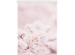 Seitenzugrollo LICHTBLICK ORIGINAL "Klemmfix Motiv Kirschblüten" Gr. 1, rosa (rosa, weiß, weiß), B:45cm H:150cm, Polyester, Rollos, Seitenzugrollo, bedruckt