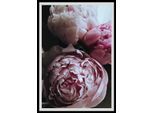 Bild QUEENCE "Ursula", rosa (farbe rahmen: schwarz, farbe bild(er): rosa), B:30cm H:40cm, Acrylglas, Holz, Papier, Bilder, Bild, Rosen, gerahmt