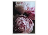 Bild QUEENCE "Ursula", rosa (farbe rahmen: weiß, farbe bild(er): rosa), B:30cm H:40cm, Acrylglas, Holz, Papier, Bilder, Bild, Rosen, gerahmt