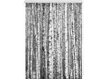 Seitenzugrollo LICHTBLICK ORIGINAL "Klemmfix Motiv Birken" Gr. 2, schwarz (schwarz, weiß, weiß), B:60cm H:150cm, Polyester, Rollos, Seitenzugrollo, bedruckt