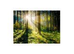 Monee Glasbild, Mehrfarbig, Glas, Bäume, rechteckig, 120x80 cm, Fotografie, einfache und schnelle Anbringung, glänzend, Bilder und Zubehör, Wandbilder, Glasbilder