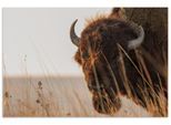 Wandbild ARTLAND "Bison Sunset", farbe bild(er): braun, B:90cm H:60cm, Alu Dibond, Bilder, als Alubild, Leinwandbild, Poster, Wandaufkleber in verschied. Größen