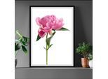 Bild QUEENCE "Gundula", rosa (farbe rahmen: schwarz, farbe bild(er): rosa), B:30cm H:40cm, Acrylglas, Holz, Papier, Bilder, Bild, gerahmt, Rosen