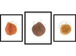 Bild QUEENCE "Set Hazel", braun (farbe rahmen: schwarz, farbe bild(er): braun), B:30cm H:40cm, Acrylglas, Holz, Papier, Bilder, Bild, gerahmt
