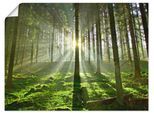 Wandbild ARTLAND "Wald im Gegenlicht", grün (farbe bild(er): grün), B:40cm H:30cm, Bilder, als Leinwandbild, Poster in verschied. Größen