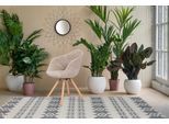 Polsterstuhl KAYOOM "Stuhl Chadwick 110 2er-Set, stilvolles Design, in Naturfarben gehalten", beige (weiß, creme), B:59cm H:82cm T:55cm, Sitz: Stoff 100% Polyester / Gestell: Stahl / Beine: Buchenholz, Stühle, Polsterstuhl, bequem, Holzbeine, weich gepolstert, stilvolles Design