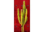 Wandgarderobe QUEENCE "Kaktus", rot, B:50cm H:100cm T:2cm, Acrylglas, Garderobenpaneele, Wandgarderobe, Wandpaneel aus Acrylglas inkl. 6 Edelstahlhaken in schwarz matt