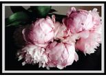 Bild QUEENCE "Gunni", rosa (farbe rahmen: schwarz, farbe bild(er): rosa), B:50cm H:40cm, Acrylglas, Holz, Papier, Bilder, Bild, gerahmt, Rosen