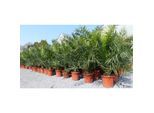 2 Stück Palme XXL 180 cm Phoenix canariensis, kanarische Dattelpalme, winterhart
