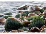 Fototapete PAPERMOON "Steine im Wasser", bunt, B:4,5m L:2,8m, Vlies, Tapeten