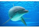 Fototapete PAPERMOON "DELFINE-ZAHNWAL TIER SEE OZEAN MEER WASSER WALE ORCA", bunt, B:3,5m L:2,6m, Vlies, Tapeten