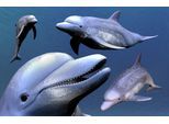 Fototapete PAPERMOON "DELFINE-ZAHNWAL TIER SEE OZEAN MEER WASSER WALE ORCA", bunt, B:4,5m L:2,8m, Vlies, Tapeten