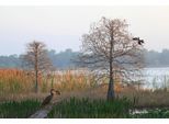Fototapete PAPERMOON "ANHINGA-WASSER VOGEL", bunt, B:3,5m L:2,6m, Vlies, Tapeten