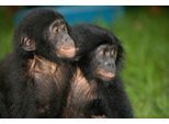 Fototapete PAPERMOON "Baby Bonobos", bunt, B:5m L:2,8m, Vlies, Tapeten