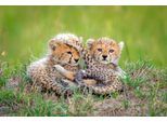 Fototapete PAPERMOON "Photo-Art ROSHKUMAR, KATZEN GEPARD BABY", bunt, B:5m L:2,8m, Vlies, Tapeten
