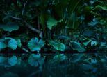 Fototapete LIVING WALLS "Designwalls Tropical", blau (blau, grün), B:3,5m L:2,55m, Vlies, Tapeten, Vlies, Wand, Schräge, Decke