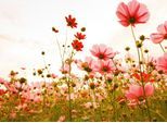 Fototapete LIVING WALLS "Designwalls Flower Meadow 1", bunt (rosa, grün, weiß), B:3,5m L:2,55m, Vlies, Tapeten, Vlies, Wand, Schräge, Decke