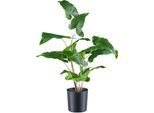Kunstpflanze CREATIV GREEN "Colocasia esculenta", grün, H:50cm, Kunststoff, Kunstpflanzen, Kunstpflanze, mit detailgetreuem Blattwerk