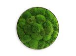Möbelix , Grün , Naturmaterialien , 10 cm , einfache und schnelle Anbringung, pflegefrei – nicht gießen oder besprühen, keine Beleuchtung notwendig , Dekoration, Bilder & Rahmen, Bilder, Moosbilder