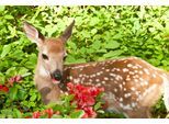 Fototapete PAPERMOON "BABY ROTHIRSCH-KALB TIER ROTWILD WALD BLUMEN NATUR", bunt, B:5m L:2,8m, Vlies, Tapeten