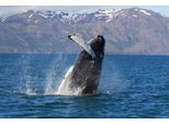 Fototapete PAPERMOON "WALE-ORCA TIER SEE OZEAN MEER WASSER ISLAND DELFINE XXL", bunt, B:4,5m L:2,8m, Vlies, Tapeten