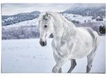 Poster REINDERS "Pferd im Schnee", weiß (farbe bild(er): weiß), B:91,5cm H:61cm, Papier, Bilder, Poster