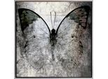 Leinwandbild QUEENCE "Butterfly", schwarz (farbe rahmen: silber, farbe bild(er): schwarz), B:50cm H:50cm T:2cm, Canvas, Holzrahmen, Bilder, Leinwandbild, mit einem Schattenfugenrahmen veredelt