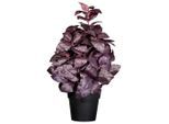 Möbelix , Schwarz, Bordeaux , Kunststoff , 30 cm , inkl. Topf , Dekoration, Blumen & Blumentöpfe, Kunstblumen