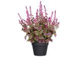 Möbelix , Pink , Kunststoff , 59 cm , UV-beständig , Dekoration, Blumen & Blumentöpfe, Kunstblumen