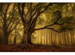 Fototapete PAPERMOON "Photo-Art PIET HAAKSMA, ALTER BAUM", bunt, B:3m L:2,23m, Vlies, Tapeten